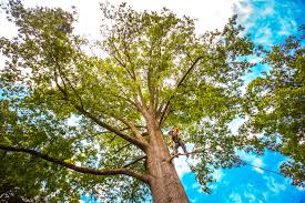 English Creek, NJ Tree Removal Company